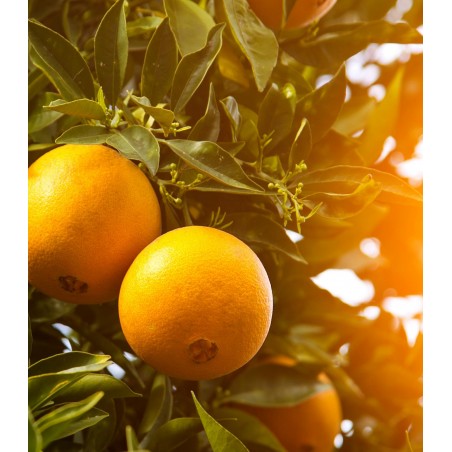 HUILE CORPS OR IMPERIAL 100ML