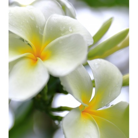 HUILE CORPS OR MYTHIQUE 100ML