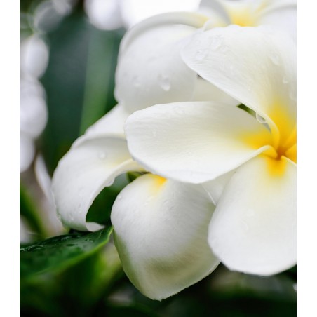 HUILE CORPS OR SACRE 100ML